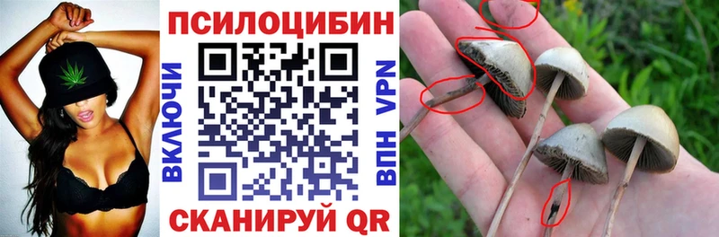 цена   Любим  Псилоцибиновые грибы мицелий 